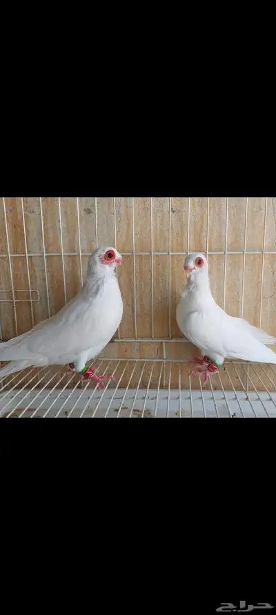 حمام شامي 0