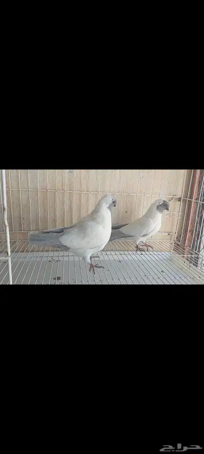 حمام زينة 1