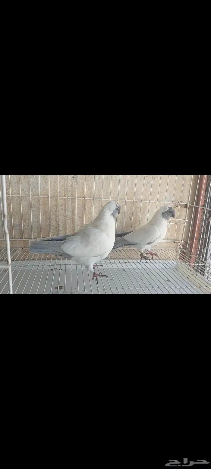 حمام زينة 1