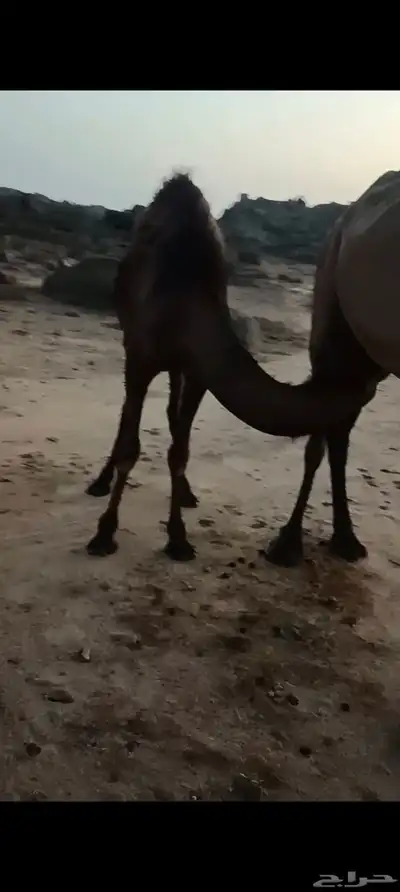 قعدان وبكار للبيع 7