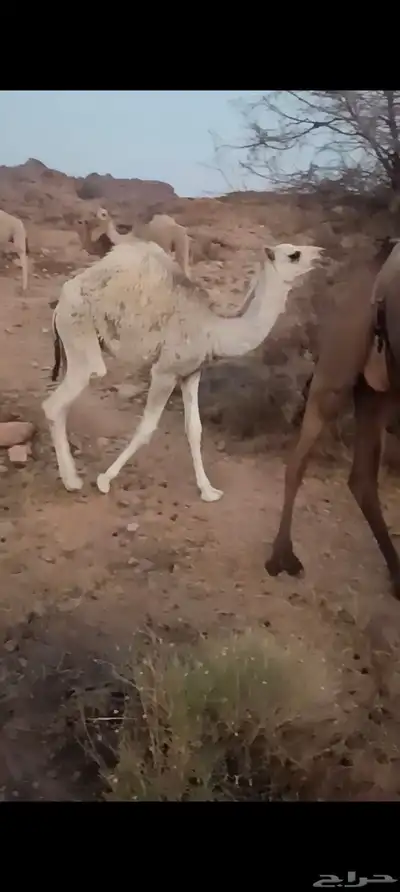 قعدان وبكار للبيع 8