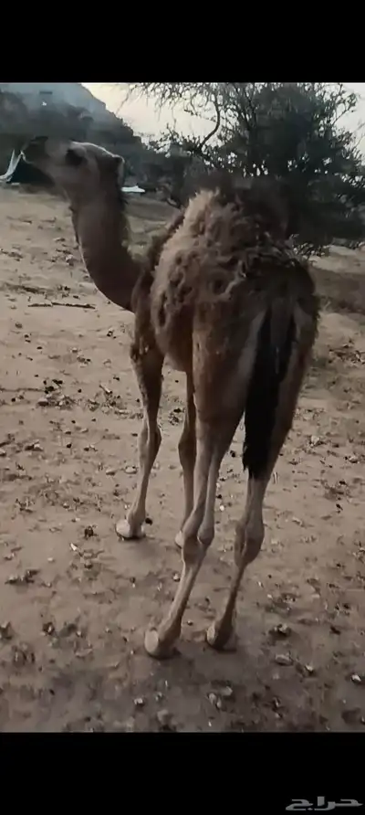 قعدان وبكار للبيع 2