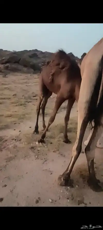 قعدان وبكار للبيع 4