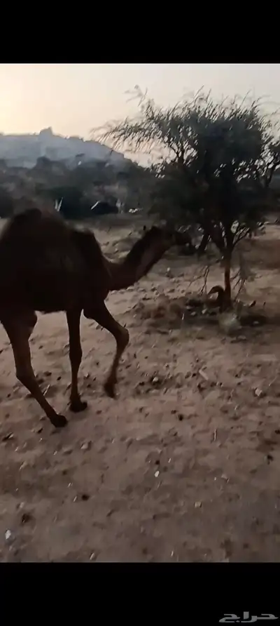 قعدان وبكار للبيع 1