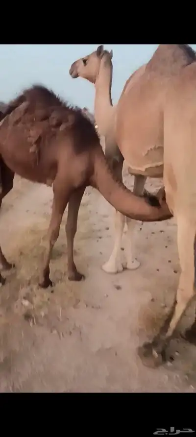 قعدان وبكار للبيع 3