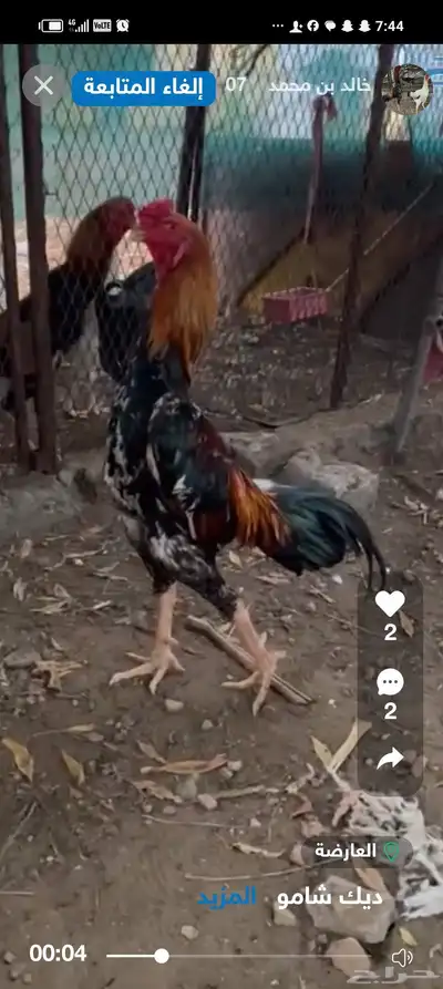 ديك شامو ياباني 0