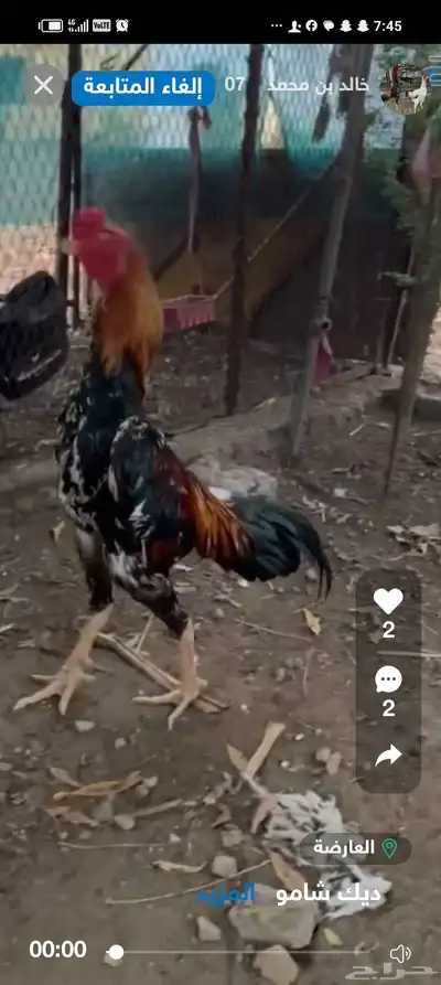 ديك شامو ياباني 1