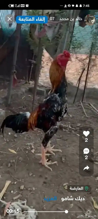 ديك شامو ياباني 2