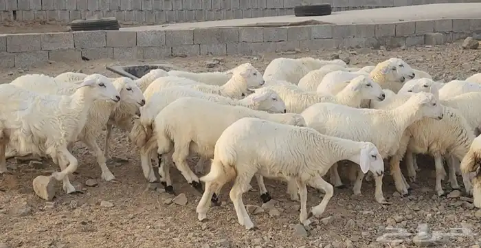 ذبايح حريات للزواجات طيبات 2