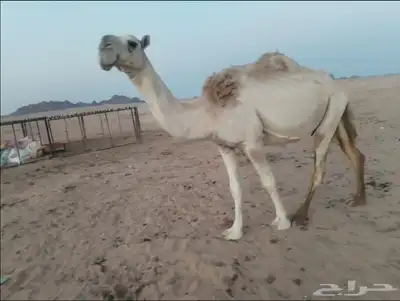 للبيع نصوف شقحاء تحتها بكره هديه وحليبها وسط 1