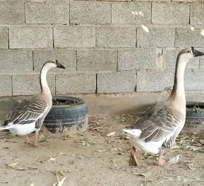 جوز وز عراقي اصيل الكوبرا للبيع 1