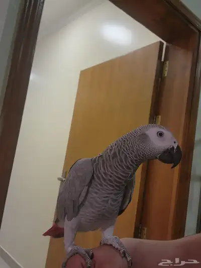 كاسكو جامبو انثى اليفه العمر سنه (البيع بسبب النقل) 2