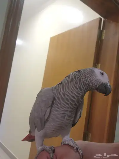 كاسكو جامبو انثى اليفه العمر سنه (البيع بسبب النقل) 1