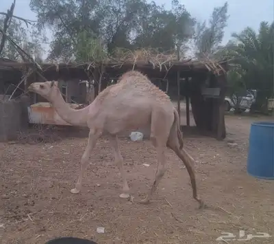قعود للبيع 2