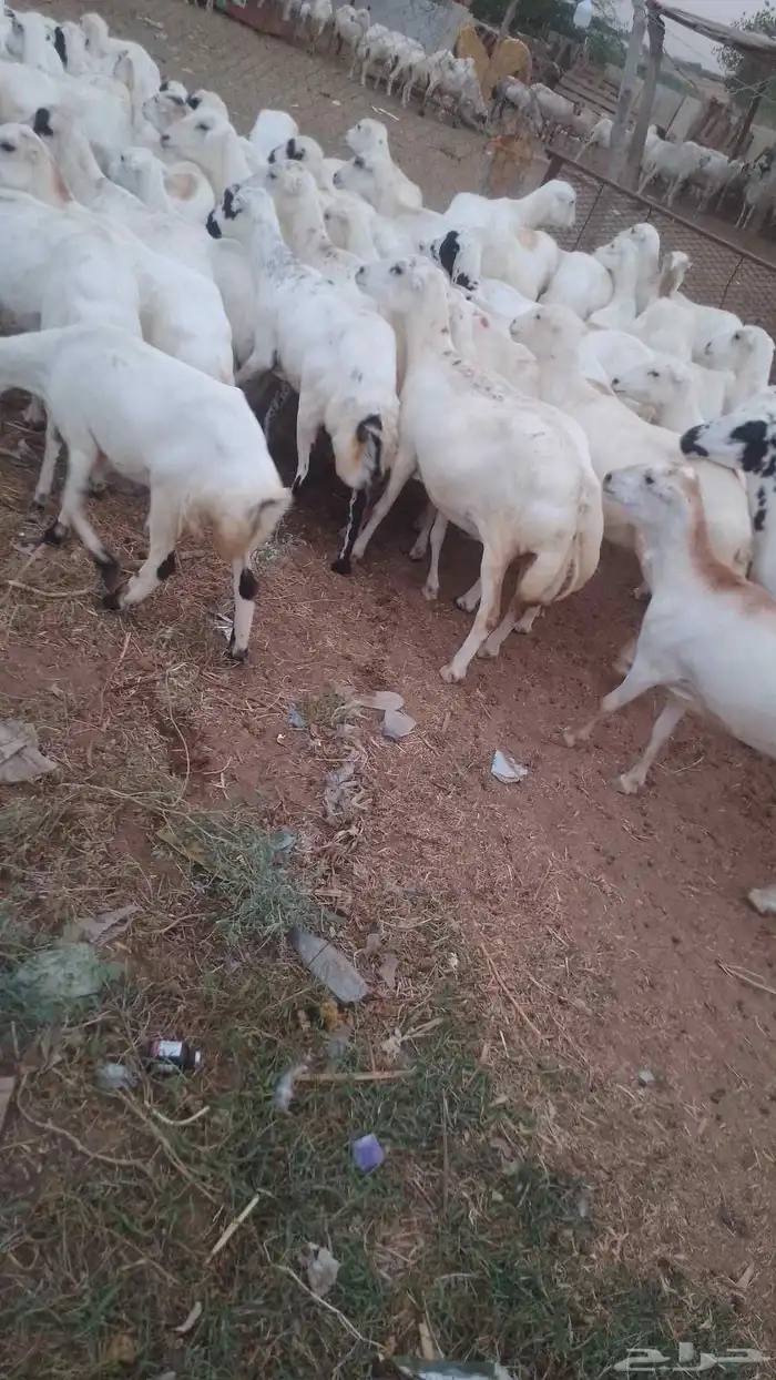 ضان مقاني للبيع رفيديات لعداد 100 دفيع سالمه من جميع المشاكل 0