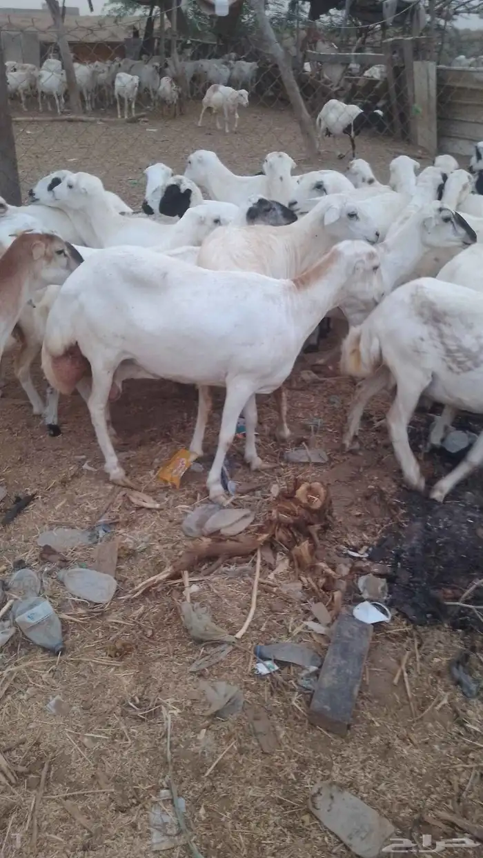 ضان مقاني للبيع رفيديات لعداد 100 دفيع سالمه من جميع المشاكل 3