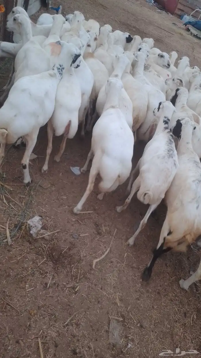 ضان مقاني للبيع رفيديات لعداد 100 دفيع سالمه من جميع المشاكل 5