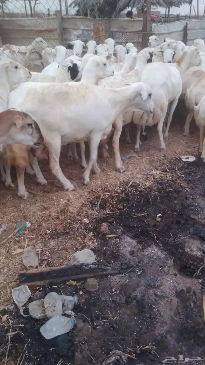 ضان مقاني للبيع رفيديات لعداد 100 دفيع سالمه من جميع المشاكل 2