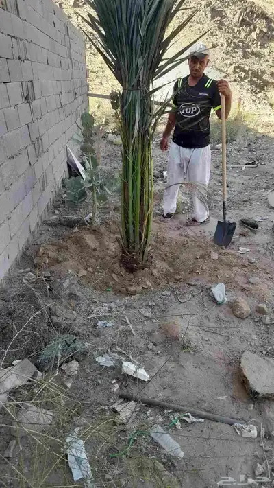 نخل للبيع طالع بتجاه الطايف تربه من القصيم 3