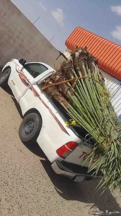 نخل للبيع طالع بتجاه الطايف تربه من القصيم 2