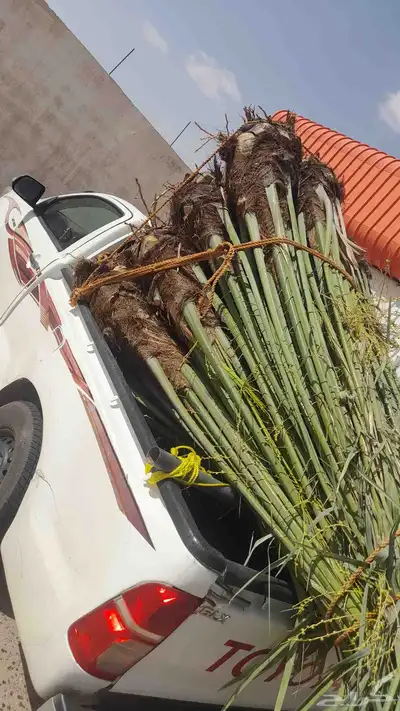 نخل للبيع طالع بتجاه الطايف تربه من القصيم 1