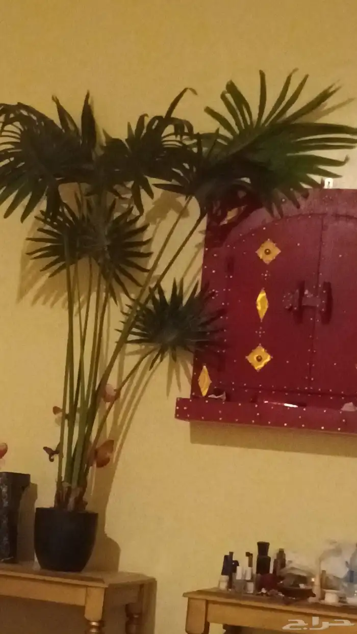 اثاث بسبب السفر 12
