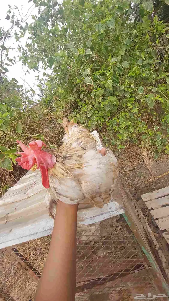 ديج جبانيز قزم للبيع 0