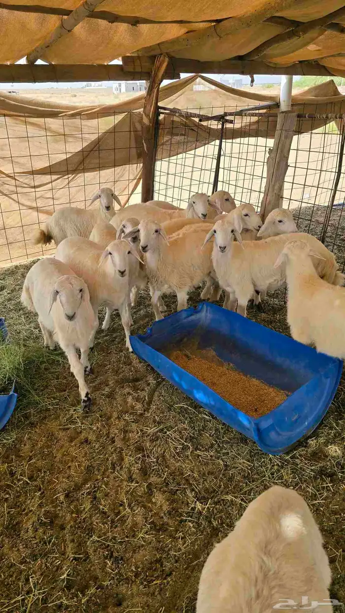 طليان ورخال 1