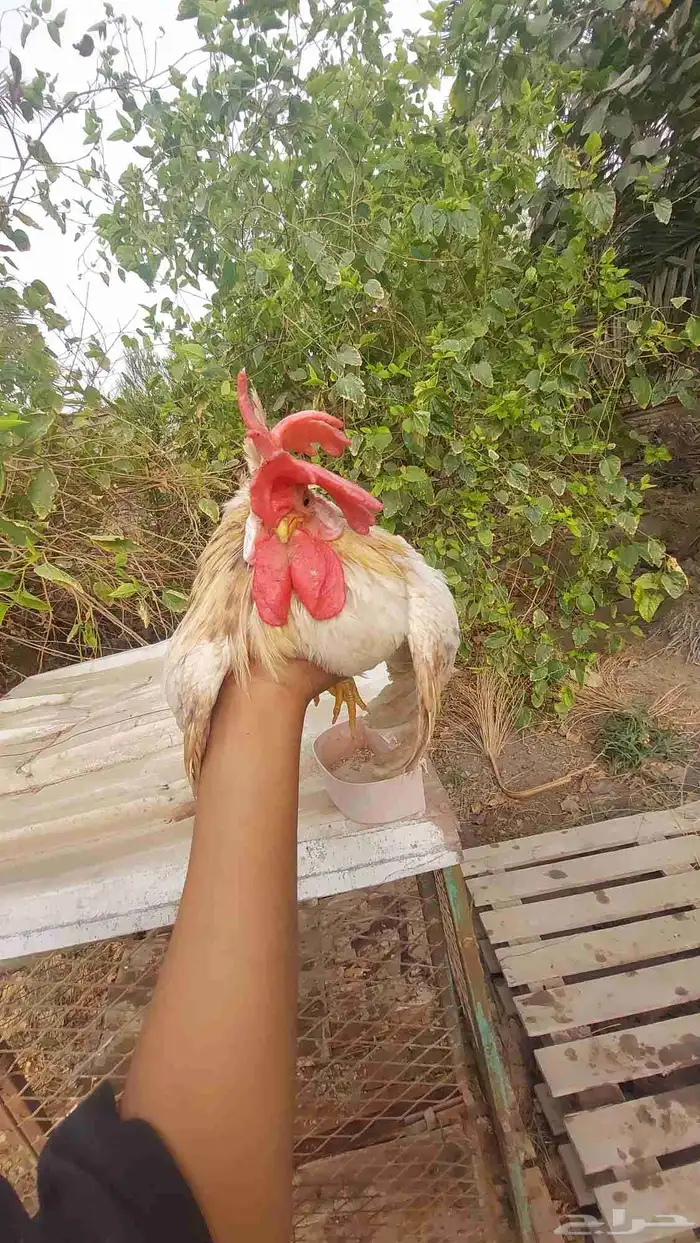 ديج جبانيز قزم للبيع 1