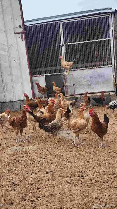 دجاج بلدي 1
