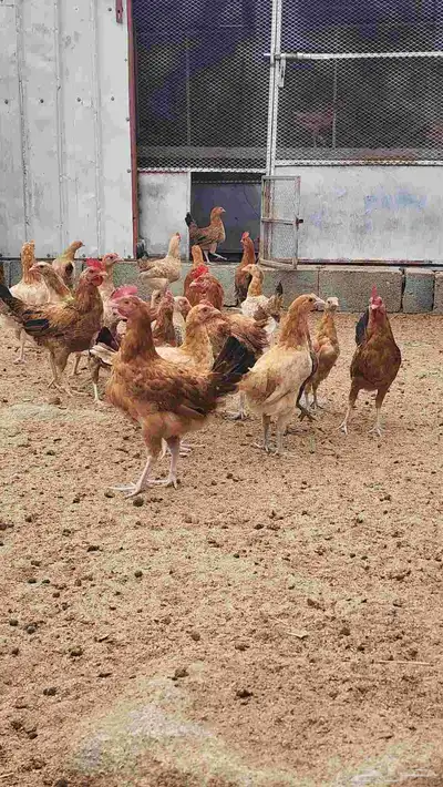 دجاج بلدي 0