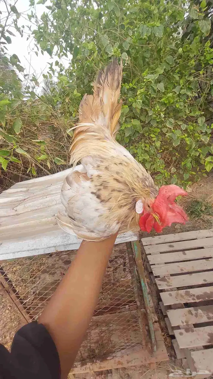 ديج جبانيز قزم للبيع 2