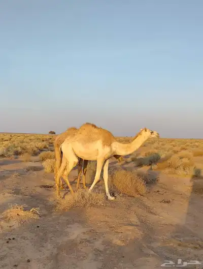 بكره هجن 1