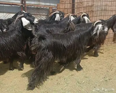 عرض معزا عوارض منوه القناي العدد 10 دفيع 3