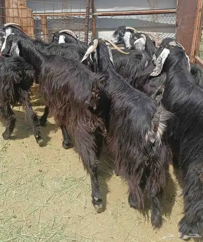 عرض معزا عوارض منوه القناي العدد 10 دفيع 20