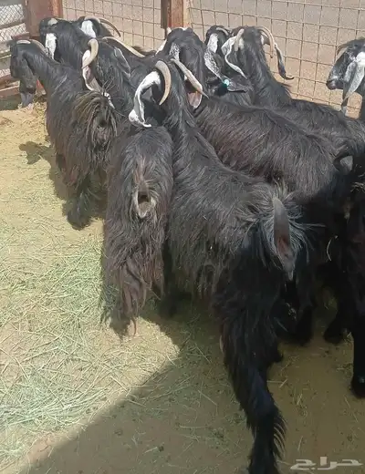 عرض معزا عوارض منوه القناي العدد 10 دفيع 14