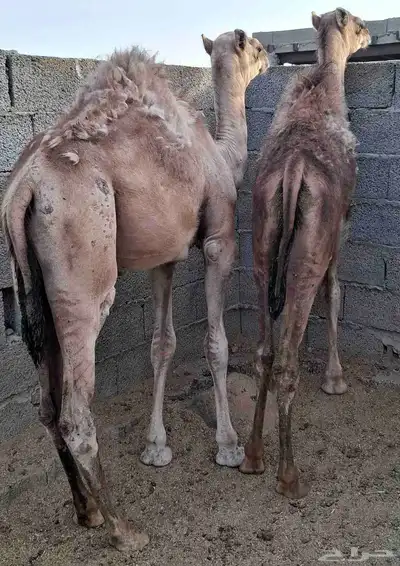 قعدان لبانيه للبيع 1