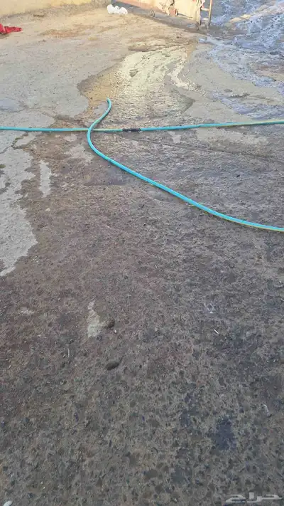 حصان عربي شعبي بدون اوراق معسوف وركوبه طرب على اللجام مطيع 1