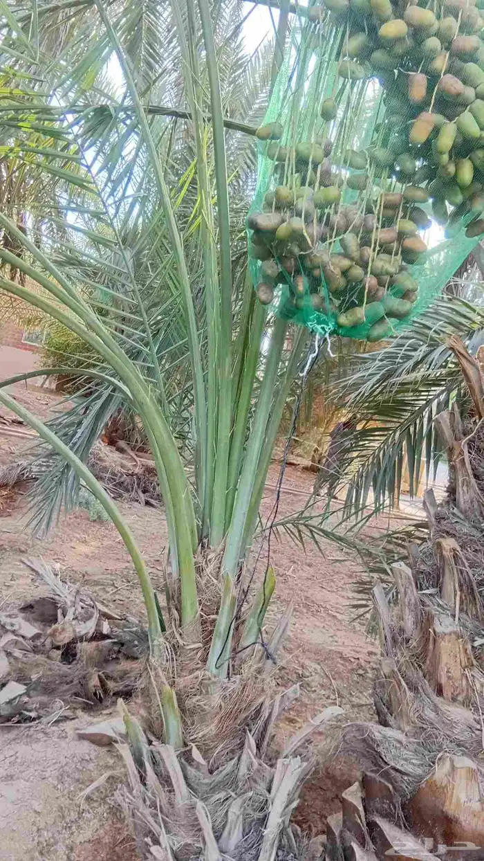 توريد جميع انواع النخيل 1