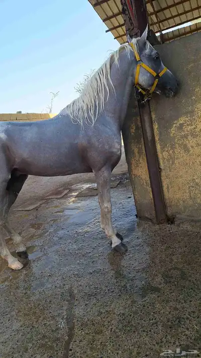 حصان عربي شعبي بدون اوراق معسوف وركوبه طرب على اللجام مطيع 0