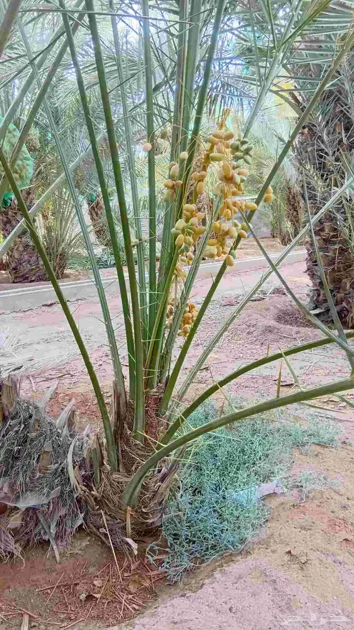توريد جميع انواع النخيل 0
