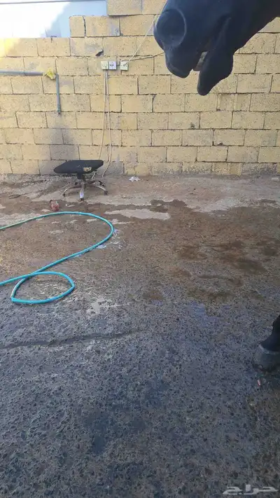 حصان عربي شعبي بدون اوراق معسوف وركوبه طرب على اللجام مطيع 2