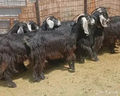 عرض معزا عوارض منوه القناي العدد 10 دفيع 24