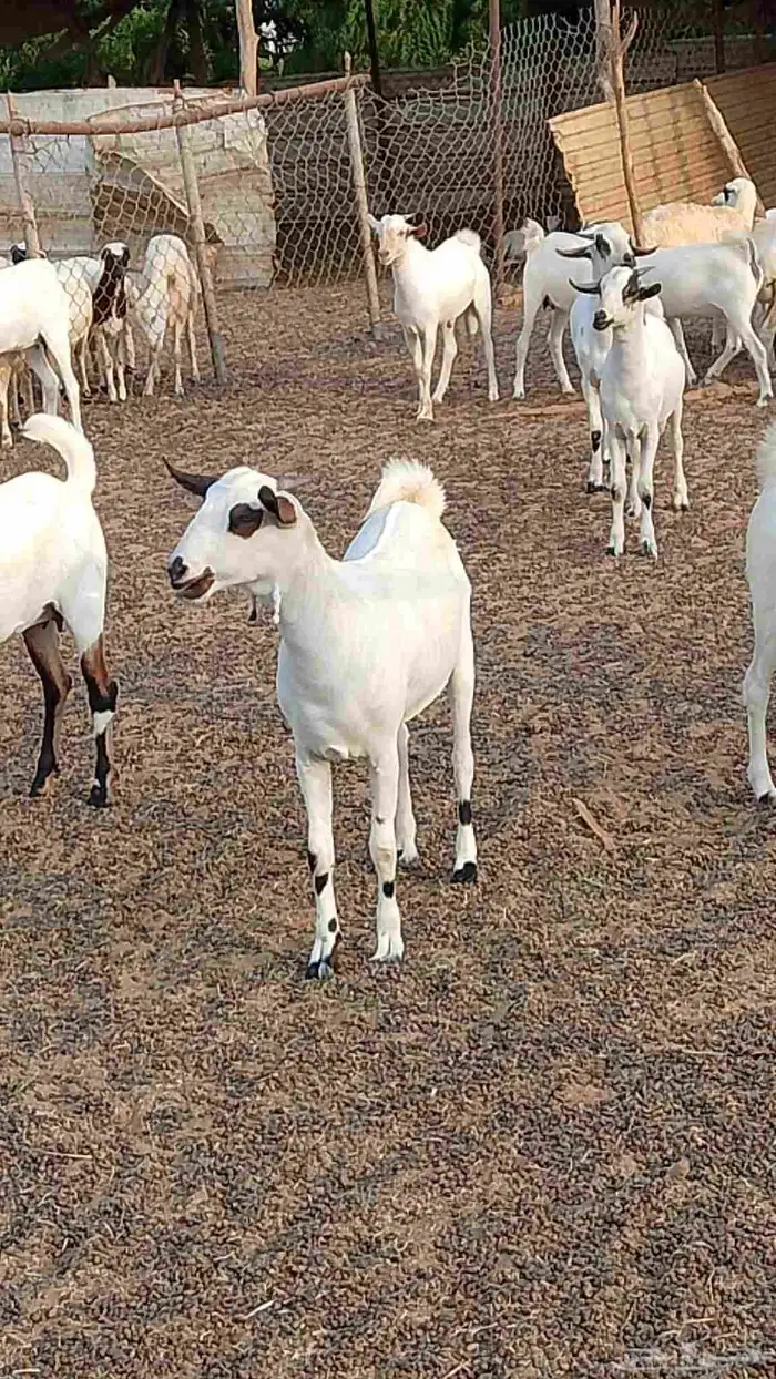 معنا جفار بلدي مزايين طيبه 9