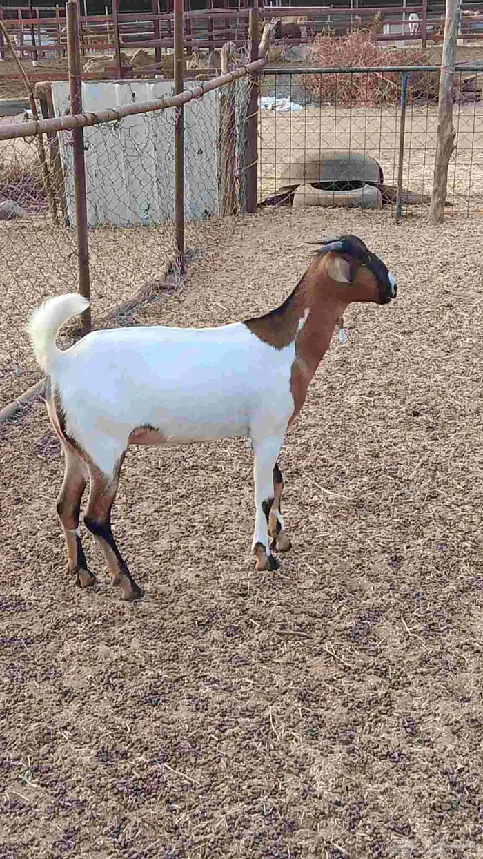 معنا جفار بلدي مزايين طيبه 8