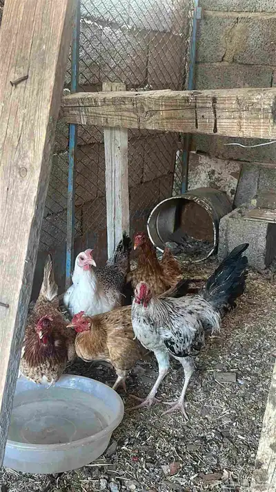 دجاج للبيع 0