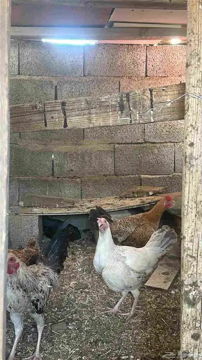 دجاج للبيع 5