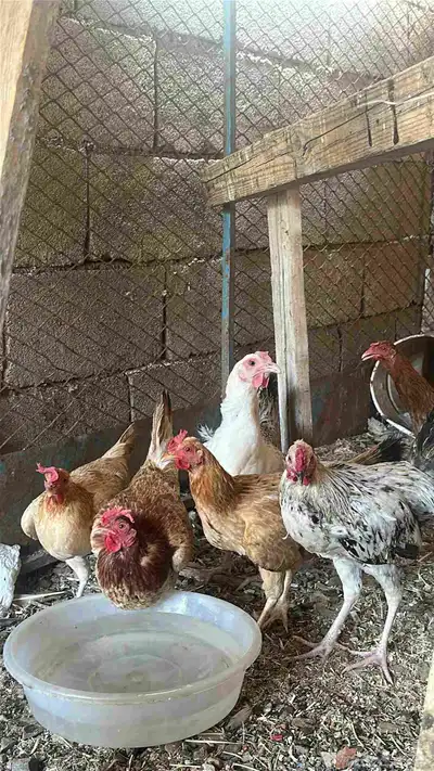 دجاج للبيع 3