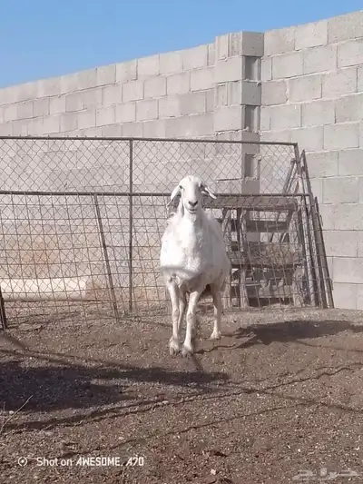 حرية للبيع 2