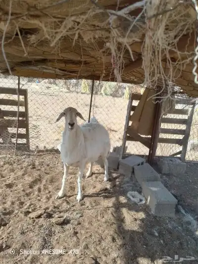حرية للبيع 0